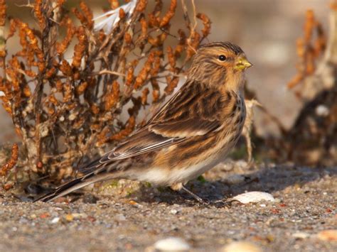 Linnet Bird Facts (Linaria cannabina) | Bird Fact