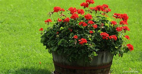 Tips On How To Care For And Grow Geraniums In Pots