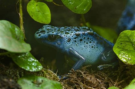 Blue Poison Dart Frog Poison Glands Frog Poison Frog Photo Background ...