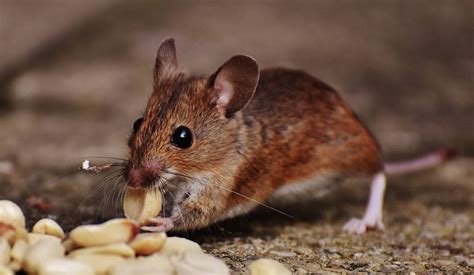 Winter Vermin: 5 Pests that May Harm Your Children | This Lady Blogs