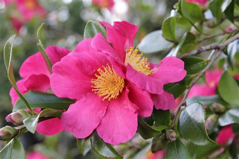 Plant of the week Camellia sasanqua ‘Crimson King’ – Thomas Stone MCI ...