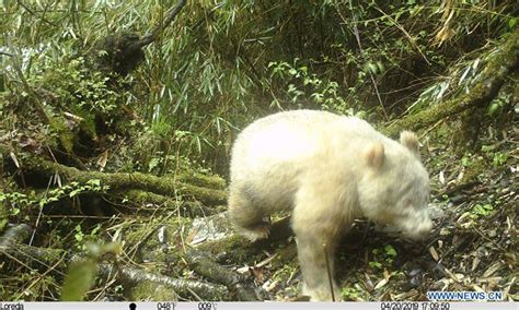 Rare video shows world’s only known albino giant panda in China ...