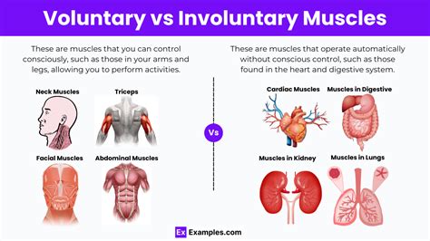 Learn the Differences Between Voluntary and Involuntary Muscles