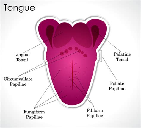 Lumps Bumps Ulcers St. John's Wood | Aura Dental