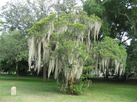 Spanish moss, Savannah, Georgia | Flickr - Photo Sharing!