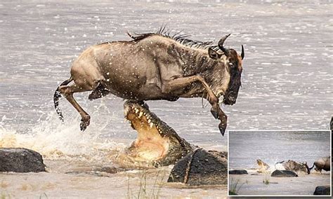 Wildebeest avoids being eaten by crocodile in Tanzania | Daily Mail Online