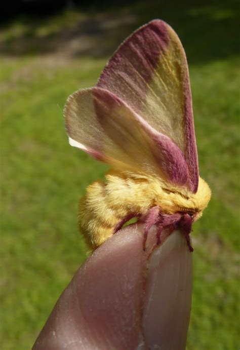 Buford Nature's Adventures: Rosy Maple Moth