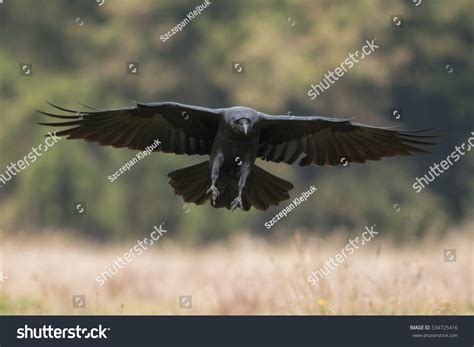 Birds Flying Black Common Raven Corvus Stock Photo 534725416 - Shutterstock