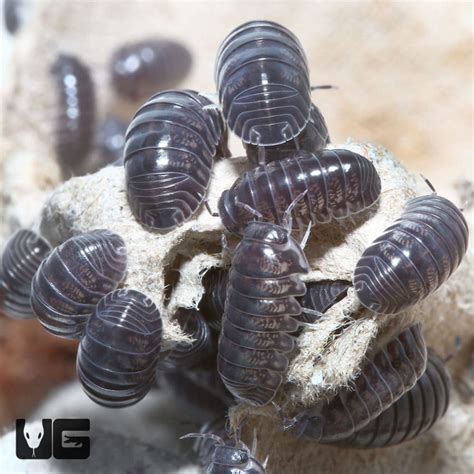 "Platinum" Ducky Isopods (Cubaris Sp. Platinum Ducky) For Sale - Underground Reptiles