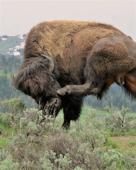 Yellowstone National Park Sanctions Hunting of Bison to Cull Diseased ...