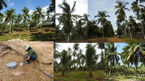 Coconut Climate and soil - Coconut Seller India