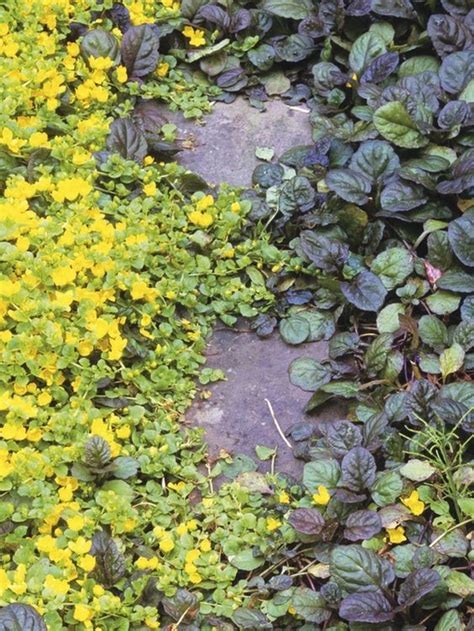 Creeping Jenny & ? Ground cover | garden | Pinterest | Landscaping