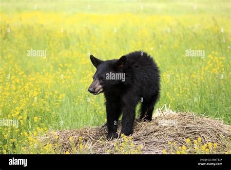 Jungtier - young bear bears "north america" "north american" omnivore ...