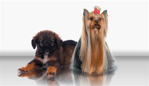 Mutt vs. purebred: How should you invest?