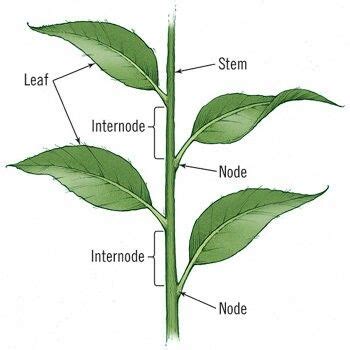 Plant parts, node, internode