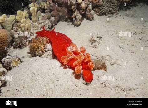 Spanish dancer fish at the Red Sea Stock Photo - Alamy