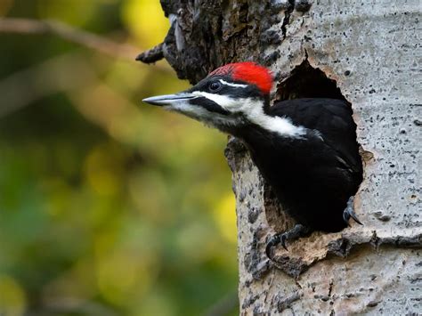 Pileated Woodpecker Nesting: A Complete Guide | Birdfact