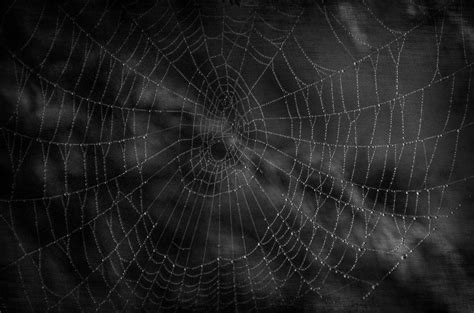 Dark Cobweb Free Stock Photo - Public Domain Pictures