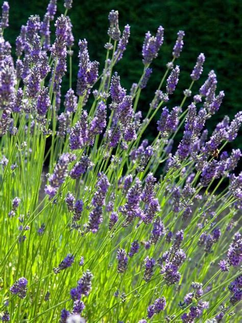 Lavender Plants B&Q - Lavender Plant