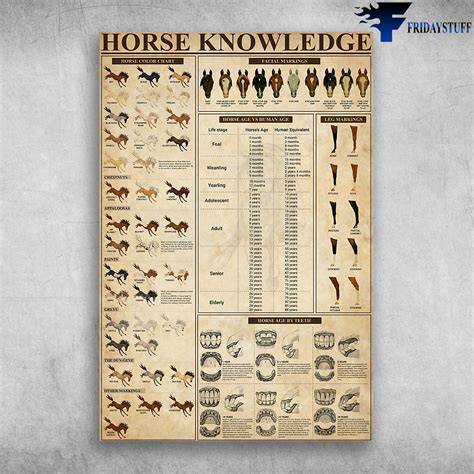 Horse Knowledge Horse Color Chart Horse Age Vs Human Age - FridayStuff