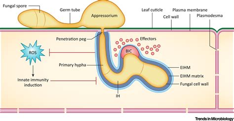 Magnaporthe oryzae: Trends in Microbiology