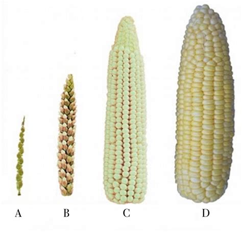 NephiCode: Does Corn Prove Others Were in the Land of Promise When Lehi Landed? – Part III