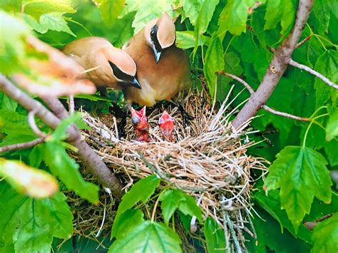 How Long Do Baby Birds Stay in the Nest? - Birds and Blooms