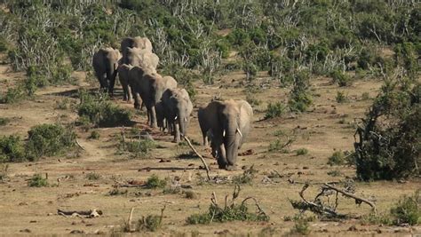 Small Herd Of African Elephants (Loxodonta Africana) Walking In Natural Habitat, Addo Elephant ...