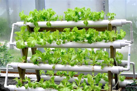 What is Hydroponics? - NaxCity