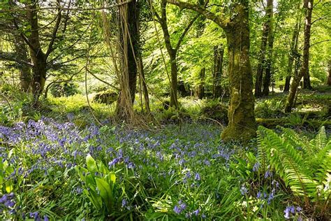 Killarney National Park - Ireland Highlights