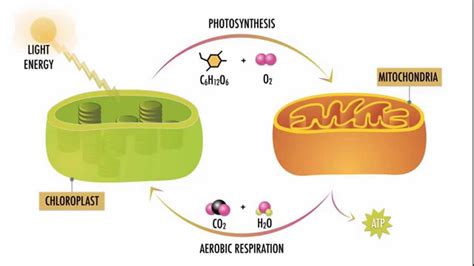 Photosynthesis and Respiration - YouTube