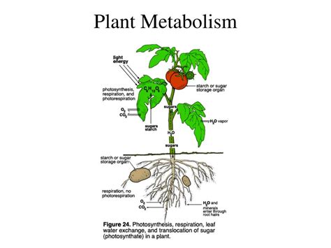 PPT - Plant Metabolism PowerPoint Presentation - ID:149854