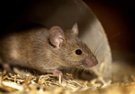 The Impact of Mice Infestations on Your Health - Pro-Staff Pest Control