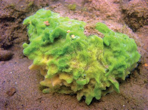 Sponge | Definition, Features, Reproduction, & Facts | Britannica