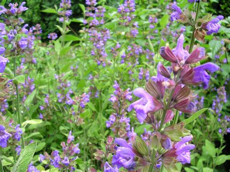 sage flower | Plants, Flowers, Twig