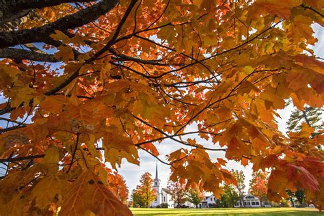 It’s been a wet, hazy summer in Vermont. What does that mean for fall foliage? - VTDigger