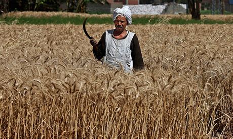 Egypt’s wheat imports declined to 12.685 mln tonnes in 2019/20: Report - Economy - Business ...