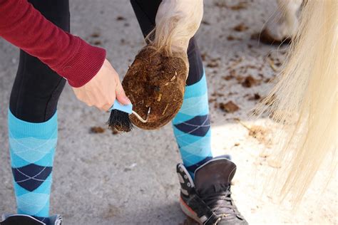 Horse Hoof Care | Performance Footing