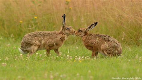 Interesting facts about hares | Just Fun Facts