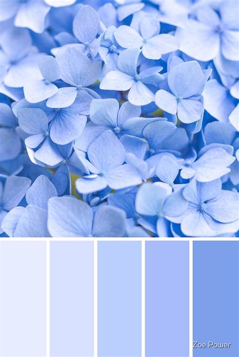 "Pastel blue Hydrangea Colour Palette" by Zoe Power | Redbubble