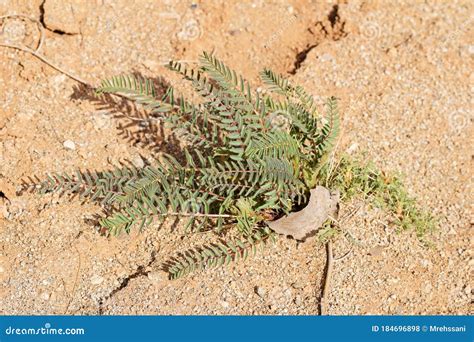 Green Astragalus Sp. Plant Thrive in Dry Ground Stock Photo - Image of thorn, green: 184696898