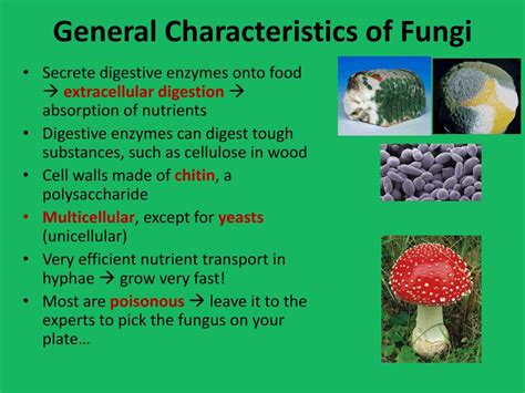 PPT - Kingdom Fungi ( ch . 26) If at first you don’t like a fungus … Just wait a little, It will ...