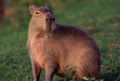 Capybara On The Llanos, Venezuela #2 Photograph by Robert Caputo - Fine Art America