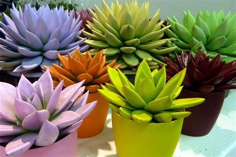 How to Take Care of Echeveria? - Succulents Grower