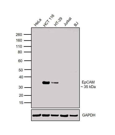 EpCAM Antibody (MA5-15640)