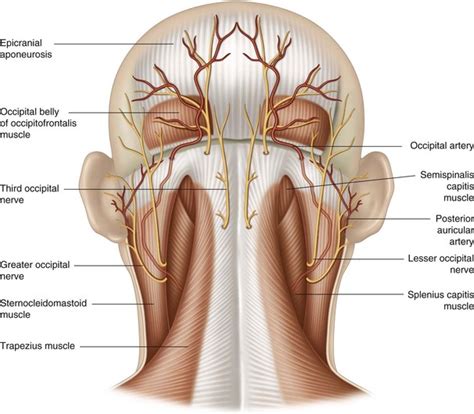 The occipital artery | Musculoskeletal Key