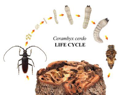 Scarab beetle (coleoptera: scarabaeidae). life cycle. development • wall stickers stage ...