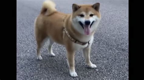 Balltze, Real Dog Behind the Iconic ‘Cheems’ Doge Meme, Dies at 12 ...