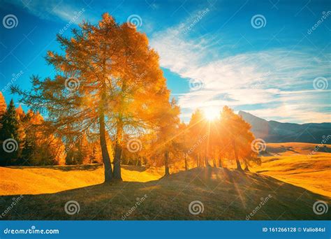 Aerial Autumn Sunrise Scenery with Yellow Trees Stock Photo - Image of golden, landscape: 161266128