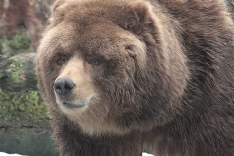 File:Kodiak bear.jpg